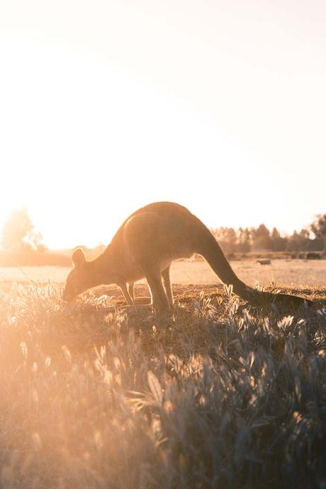 australia-paddymelon-wallaby-kangaroo ▷ 10 consejos para tu primer viaje a Australia