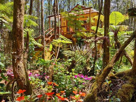 treehouse-hawaii-3 ▷ Las casas del árbol más frescas para quedarse en todo el mundo