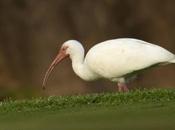 Ibis Blanco (White Ibis) Eudocimus albus (Linnaeus, 1758)
