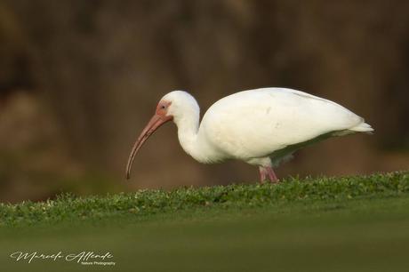 Ibis Blanco (White Ibis) Eudocimus albus (Linnaeus, 1758) Ibis Blanco (White Ibis) Eudocimus albus (Linnaeus, 1758)
