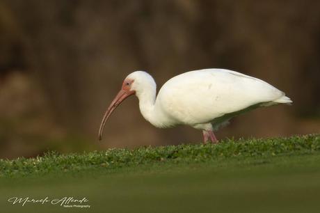 Ibis Blanco (White Ibis) Eudocimus albus (Linnaeus, 1758)