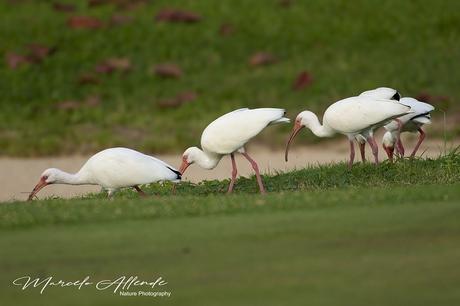 Ibis Blanco (White Ibis) Eudocimus albus (Linnaeus, 1758)