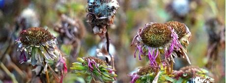 La extinción de plantas