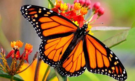 Áreas naturales de SLP, de gran importancia para la monarca