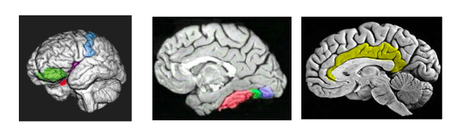 Inteligencia emocional: un constructo viral y controversial para la comunidad científica Inteligencia emocional: un constructo viral y controversial para la comunidad científica