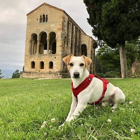 ▷ 8 planes para disfrutar con tu mascota en Asturias ✅ 80f06835-b424-439a-bb09-a14e2884da9d?t=1560927563403 ▷ 8 planes para disfrutar con tu mascota en Asturias ✅