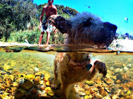 ▷ 8 planes para disfrutar con tu mascota en Asturias ✅ 8039e4e8-4be6-412c-b5f3-2ee42c5fcf1f?t=1560927577209 ▷ 8 planes para disfrutar con tu mascota en Asturias ✅