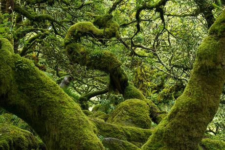 best-hikes-in-Dartmoor-National-Park-Wistmans-Wood-1024x683 ▷ Las 10 mejores excursiones en el Parque Nacional Dartmoor