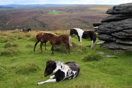 best-hikes-in-Dartmoor-National-Park-ponies-2-1024x683 ▷ Las 10 mejores excursiones en el Parque Nacional Dartmoor