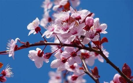 cómo plantar un cerezo