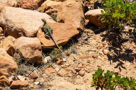 Lizard.jpg.optimal ▷ Senderismo Bear Mountain Trail en Sedona, Arizona