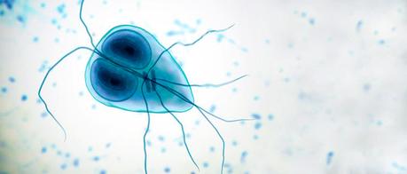 Qué es Giardia lamblia