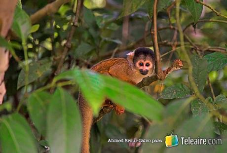 Monos en el Parque Villa Tunari