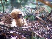 gran hermano nuestros bosques