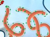 Anticuerpos bloquean vías entrada Ébola