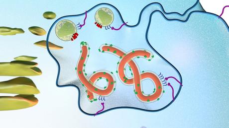 Anticuerpos que bloquean una de las vías de entrada del Ébola