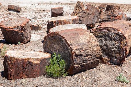 Crystal-Forest.jpg.optimal ▷ Parque Nacional del Bosque Petrificado: Guía e Itinerario de viaje
