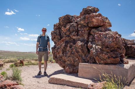 Giant-Logs.jpg.optimal ▷ Parque Nacional del Bosque Petrificado: Guía e Itinerario de viaje