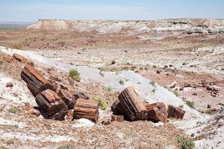 Jasper-Forest-Trail.jpg.optimal ▷ Parque Nacional del Bosque Petrificado: Guía e Itinerario de viaje