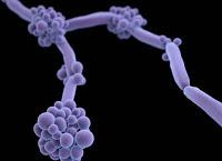 Diana Terapéutica para Tratar Infecciones por Candida Auris