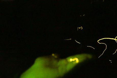 Blurry-hand-holding-a-firefly.jpg.optimal ▷ Atrapar luciérnagas no sentimientos en el río Kawa Kawa