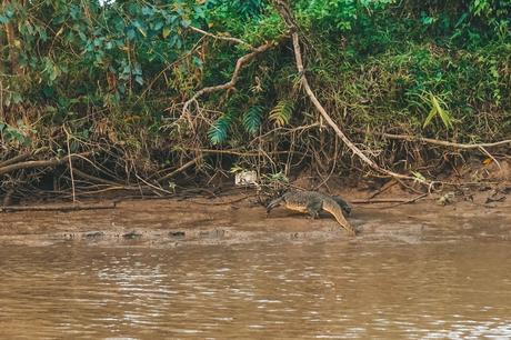 Komodo-dragon-in-Borneo.jpg.optimal ▷ Atrapar luciérnagas no sentimientos en el río Kawa Kawa