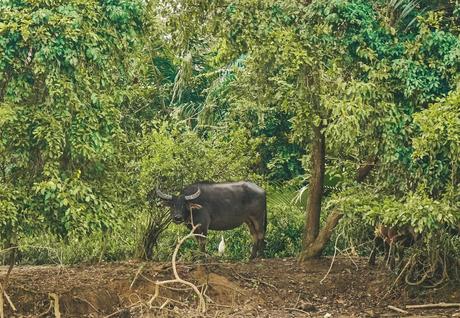 Smiling-water-buffalo-in-Borneo.jpg.optimal ▷ Atrapar luciérnagas no sentimientos en el río Kawa Kawa