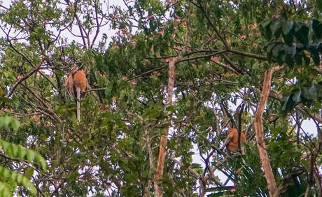 Proboscis-monkeys-in-Borneo.jpg.optimal ▷ Atrapar luciérnagas no sentimientos en el río Kawa Kawa