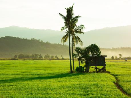 ▷ Atrapar luciérnagas no sentimientos en el río Kawa Kawa shutterstock_360141191.jpg.optimal ▷ Atrapar luciérnagas no sentimientos en el río Kawa Kawa