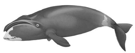 La ballena de Groenlandia, dos siglos surcando los mares