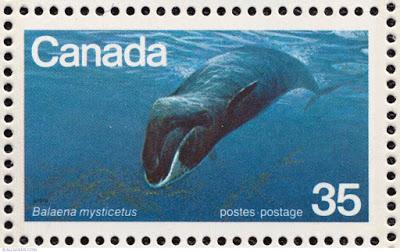 La ballena de Groenlandia, dos siglos surcando los mares