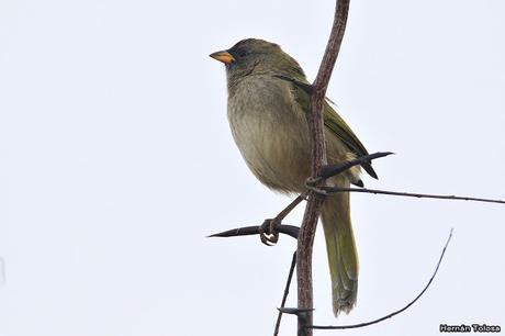 Por campos de Monte (25 de mayo de 2019)