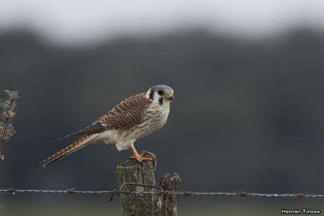 Por campos de Monte (25 de mayo de 2019)