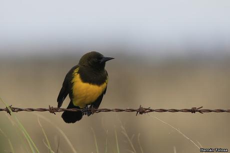 Por campos de Monte (25 de mayo de 2019)