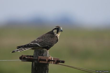 Por campos de Monte (25 de mayo de 2019)