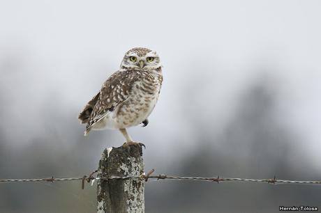 Por campos de Monte (25 de mayo de 2019)