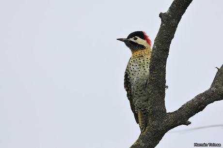 Por campos de Monte (25 de mayo de 2019)