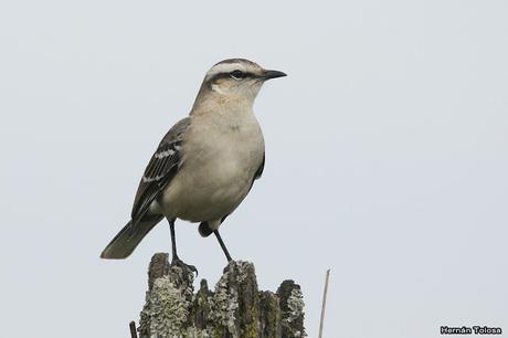 Por campos de Monte (25 de mayo de 2019)