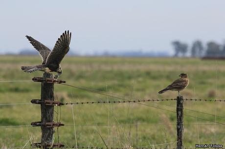 Por campos de Monte (25 de mayo de 2019)