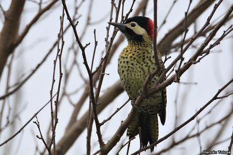 Por campos de Monte (25 de mayo de 2019)