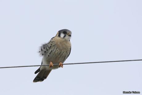 Por campos de Monte (25 de mayo de 2019)