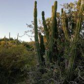 Ejemplares silvestres de cactus candelabro