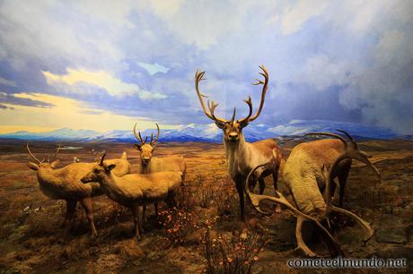 Nueva York en invierno: ¿Es recomendable? ciervos-en-el-museo-de-historia-natural-de-ny Nueva York en invierno: ¿Es recomendable?