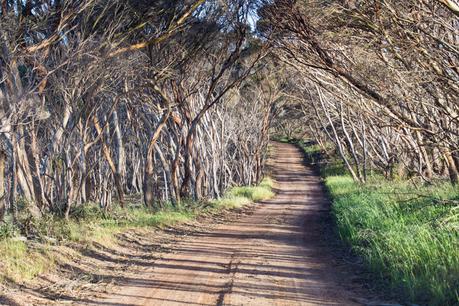 kangaroo-island-south-australia-1-1 ▷ Comenta sobre lo más destacado del viaje de 4 días a la isla de Kangaroo por Laura