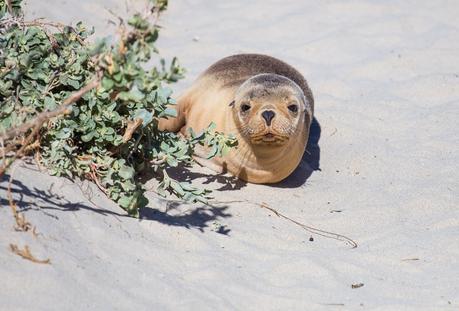 seal-bay-kangaroo-island-south-australia-2 ▷ Comenta sobre lo más destacado del viaje de 4 días a la isla de Kangaroo por Laura