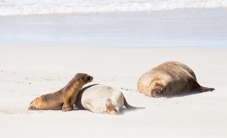 seal-bay-kangaroo-island-south-australia-6 ▷ Comenta sobre lo más destacado del viaje de 4 días a la isla de Kangaroo por Laura