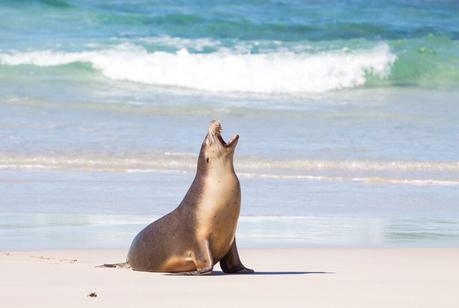 seal-bay-kangaroo-island-south-australia-3 ▷ Comenta sobre lo más destacado del viaje de 4 días a la isla de Kangaroo por Laura
