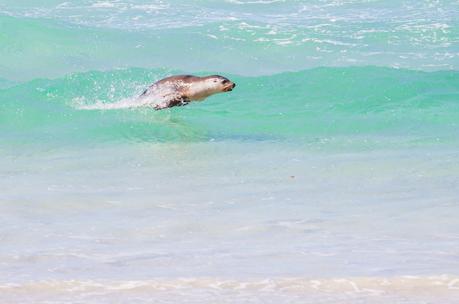 seal-bay-kangaroo-island-south-australia-8 ▷ Comenta sobre lo más destacado del viaje de 4 días a la isla de Kangaroo por Laura