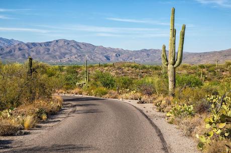 Cactus-Forest-Loop.jpg.optimal ▷ 8 cosas increíbles que hacer en el Parque Nacional Saguaro