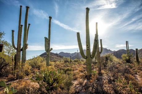 Best-Things-to-do-in-Saguaro.jpg.optimal ▷ 8 cosas increíbles que hacer en el Parque Nacional Saguaro